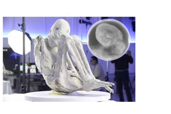 Nazca Mummies