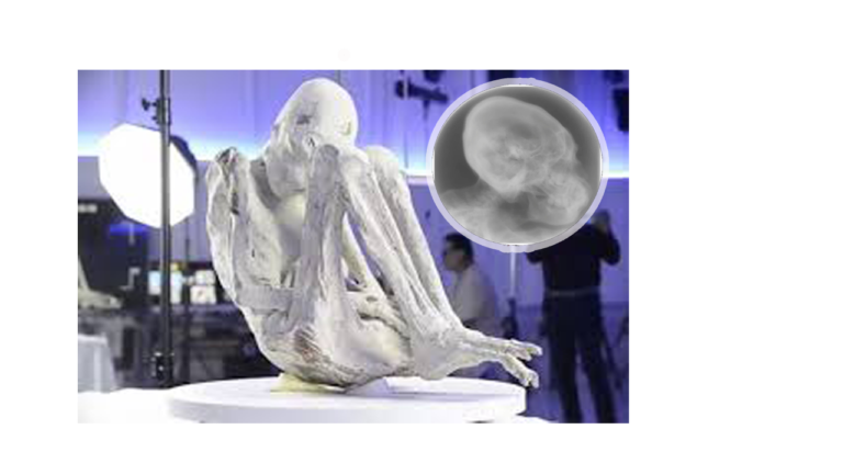 Nazca Mummies